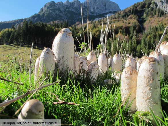 Coprinus comatus