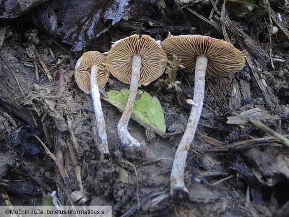 Conocybe vestita