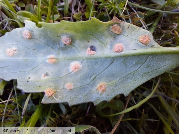 Aecidium succisae