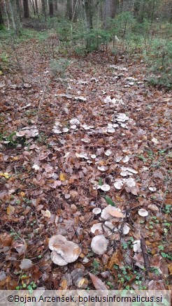 Clitocybe nebularis