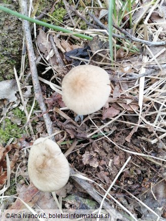 Mycena inclinata