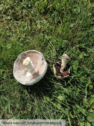 Agaricus campestris