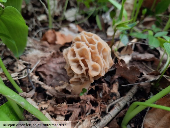 Morchella esculenta