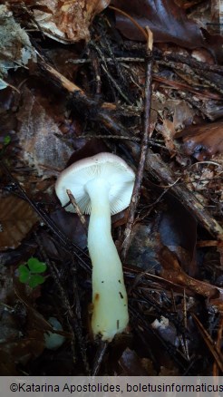 Russula cavipes