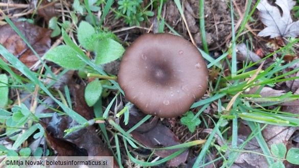 Entoloma sericeum