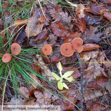 Laccaria laccata