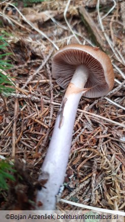 Cortinarius stillatitius