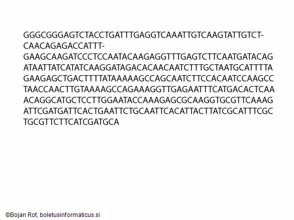 Entoloma undulatosporum