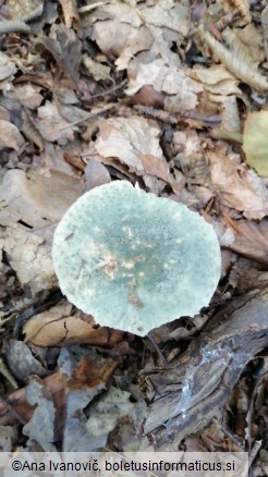 Russula virescens