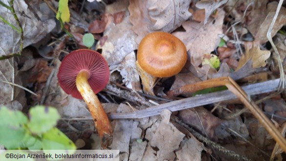 Cortinarius purpureus