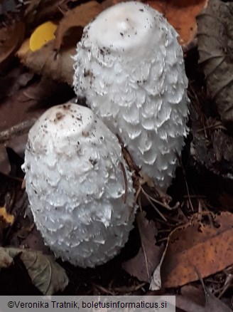 Coprinus comatus