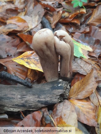 Clavariadelphus pistillaris