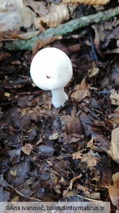 Agaricus sylvicola