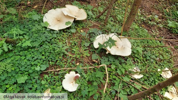 Aspropaxillus giganteus