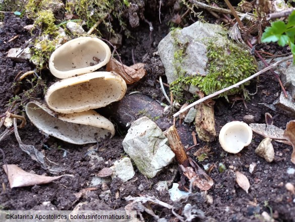 Sarcoscypha austriaca