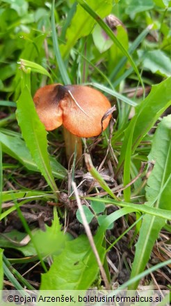 Hygrocybe conica