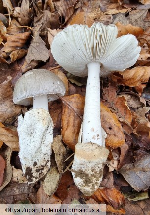Amanita pseudoargentea