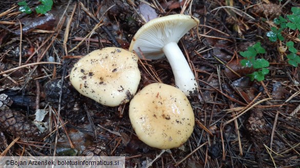 Russula ochroleuca