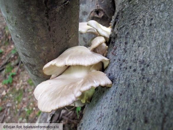 Pleurotus pulmonarius