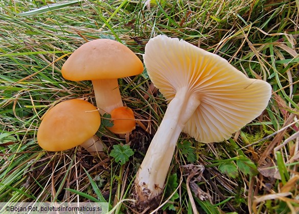 Cuphophyllus pratensis