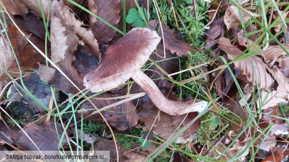 Tricholoma vaccinum