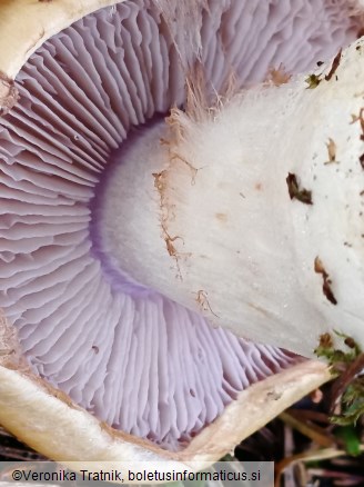 Cortinarius varius