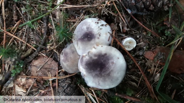 Russula amoenicolor