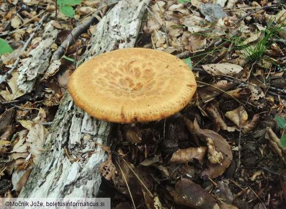 Polyporus tuberaster