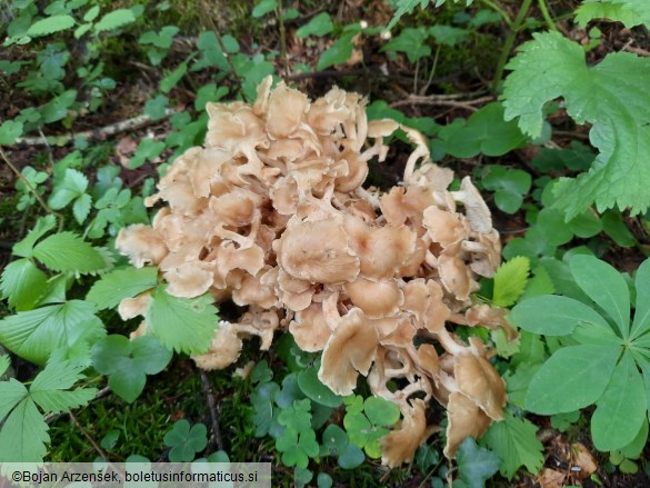 Dendropolyporus umbellatus