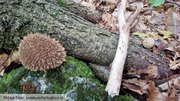 Lycoperdon echinatum