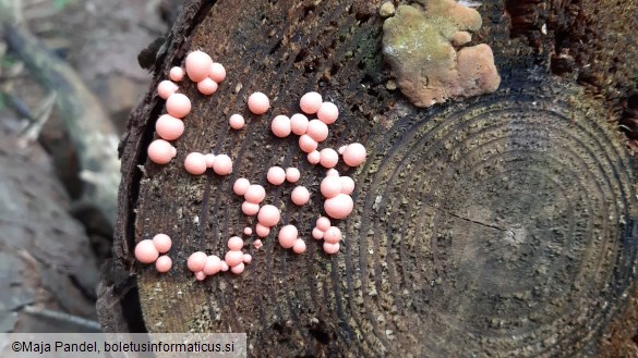 Lycogala epidendrum