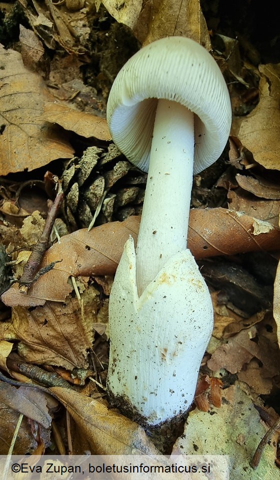 Amanita huijsmanii