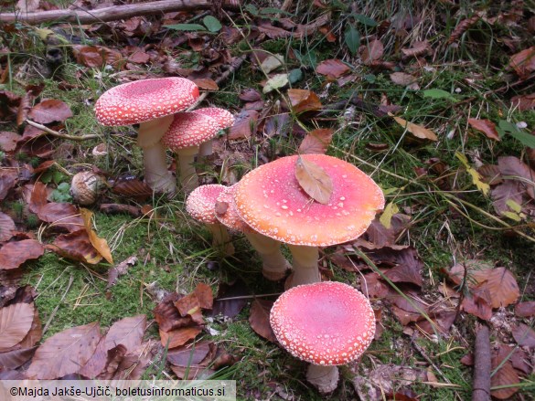 Amanita muscaria