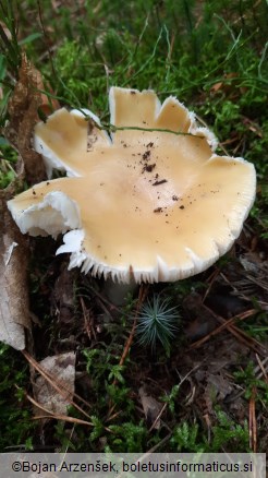 Amanita gemmata