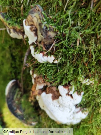 Heterobasidion abietinum