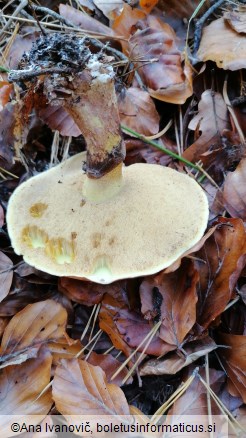 Suillus luteus