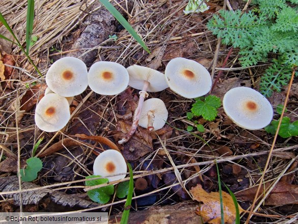 Lepiota cristata