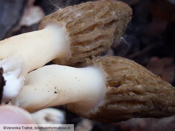 Morchella importuna