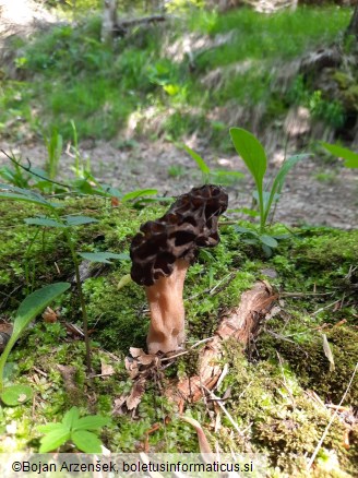 Morchella deliciosa