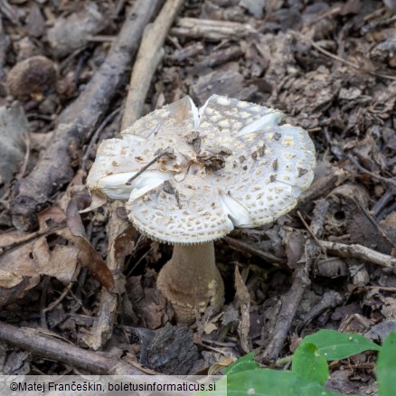 Amanita franchetii