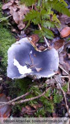 Russula cyanoxantha