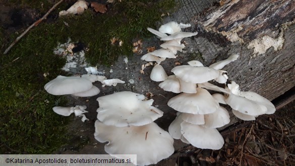 Pleurotus pulmonarius
