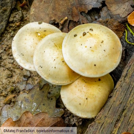 Pholiota gummosa