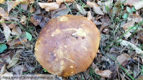 Boletus erythropus