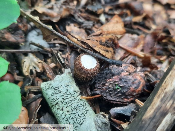 Cyathus striatus