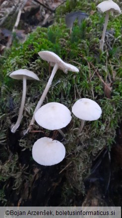 Mycena galericulata