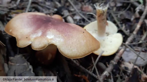 Tricholomopsis rutilans