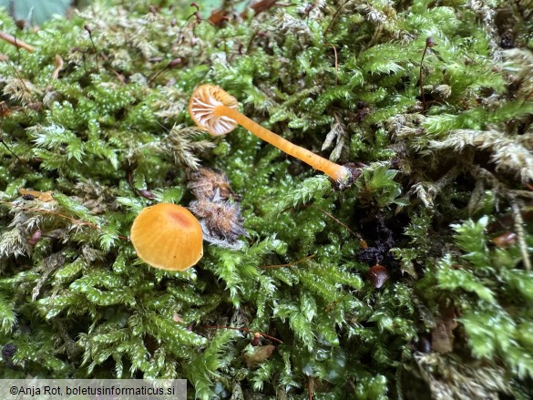 Rickenella fibula