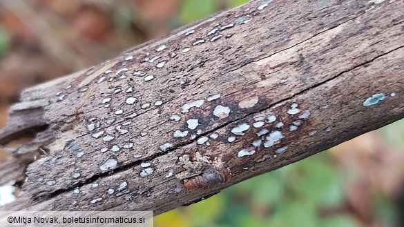 Propolis farinosa