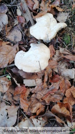 Hydnum repandum